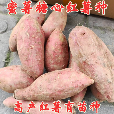 红薯种子紫薯种育苗种