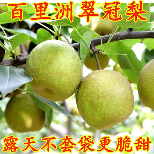 百里洲砂梨翠玉梨黄花梨翠冠梨