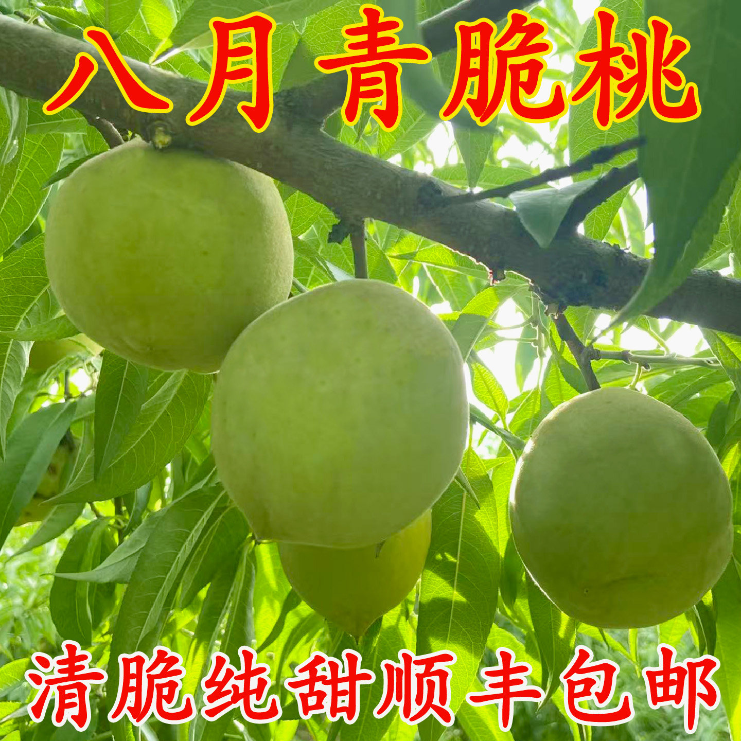 青皮脆桃脆蜜桃现摘新鲜水果脆甜