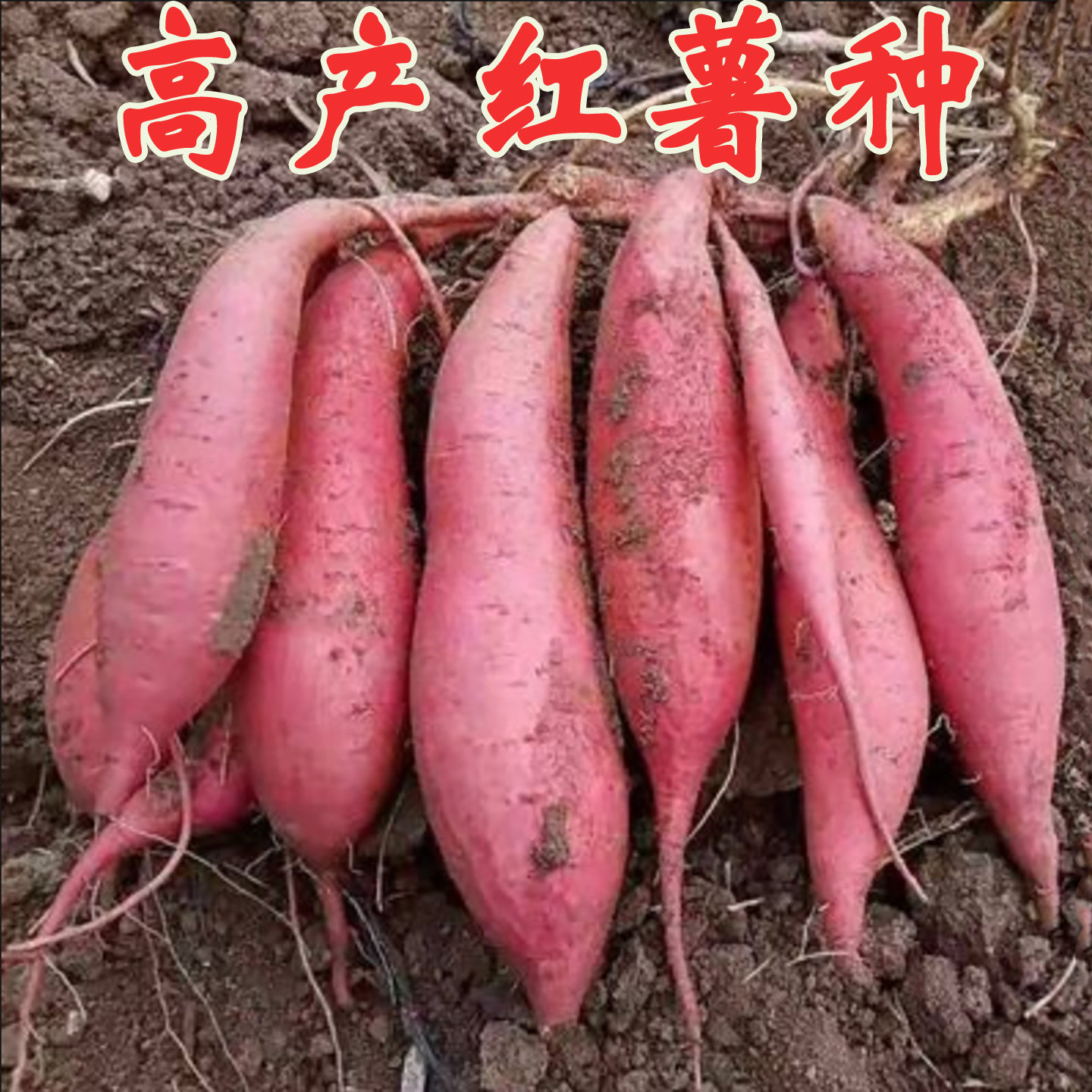 红薯种子紫薯种籽水晶紫薯种新鲜农家自种红薯苗种蜜薯糖心烟薯25