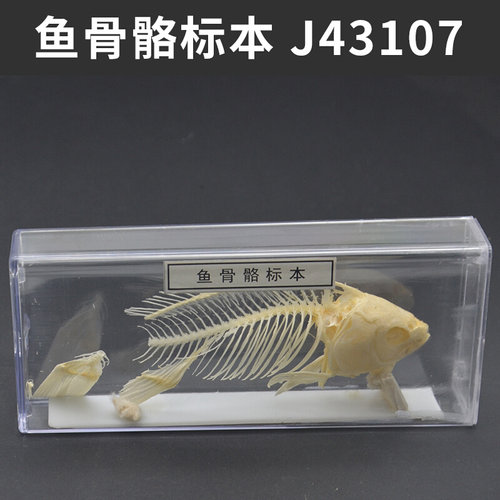 。昆虫标本生物标本菜粉蝶实验小学生鱼骨骼标本珊瑚标本蜜蜂桑蚕