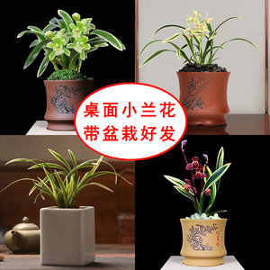 小兰花植WON物办公室内茶桌盆栽型花卉矮绿种红神荷金边香面名贵