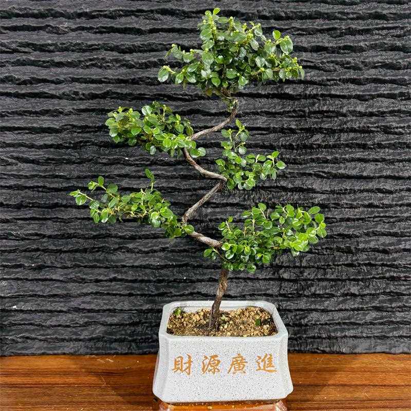 珍珠梅盆景造花卉珍珠平枝栒子盆养型栽花带花盆景植花莹(鲜物梅