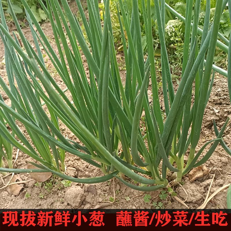 新鲜香葱现拔小葱山东农家蔬菜蘸酱葱带根小葱苗白非东北大葱包邮