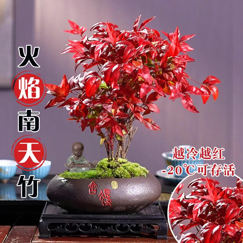 火焰南天竹植物书房阳台客厅绿植桌面盆栽好养易活禅意创意摆件