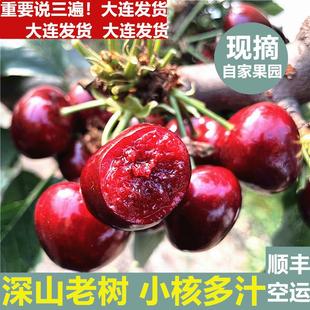 包邮 现货大连美早大樱桃当季 新鲜水果国产车厘子5斤装 整箱3j顺丰