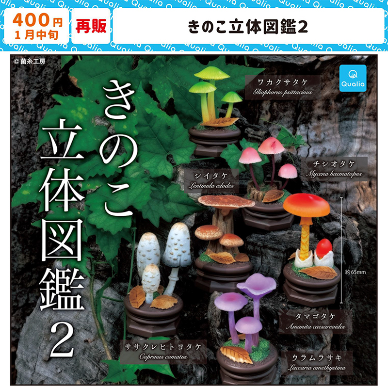 限购五件2月预定Qualia蘑