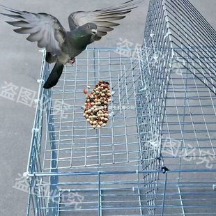 旋转安装 DIY拼装 翻板笼4635网孔2.2厘米 进鸟笼镀锌鸽笼升级版 新款