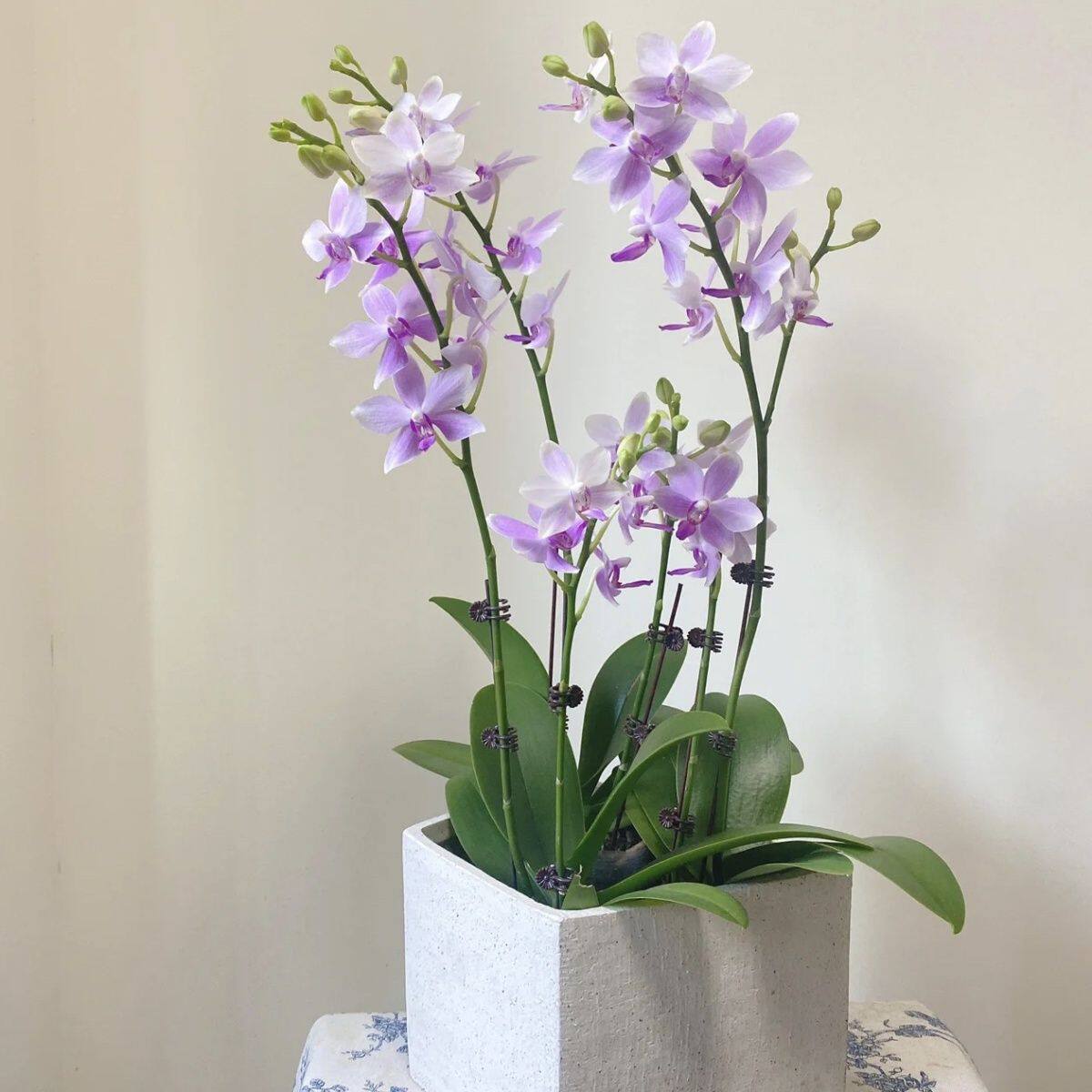 年宵花卉蝴蝶兰紫精灵一颗价格