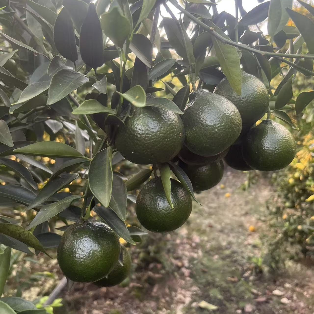 【自家果园】【鲜果】2025年东甲梅江圈枝原枝老树二红大红柑鲜果