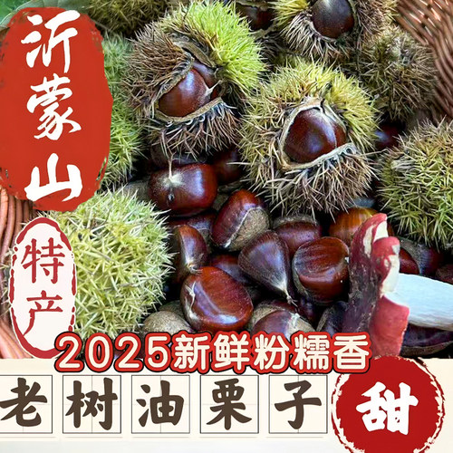新鲜板栗生沂蒙山老树生栗子