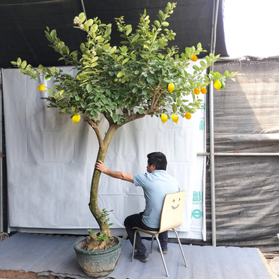 香水柠檬树盆栽带果可食用客厅大型落地绿植庭院老桩植物四季常青