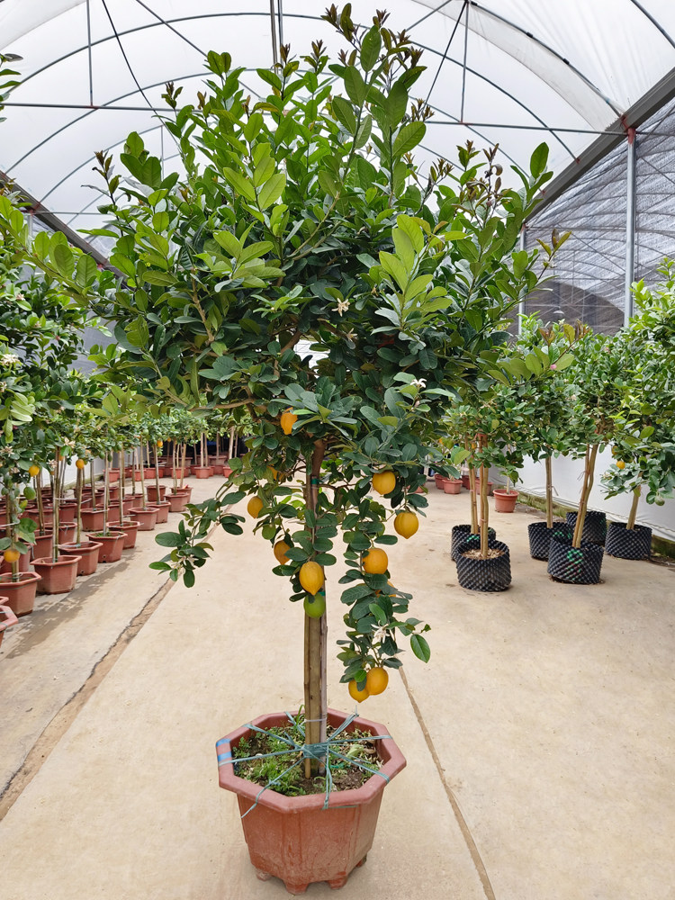 香水柠檬树盆栽带果可食用客厅大型落地绿植庭院老桩植物四季常青