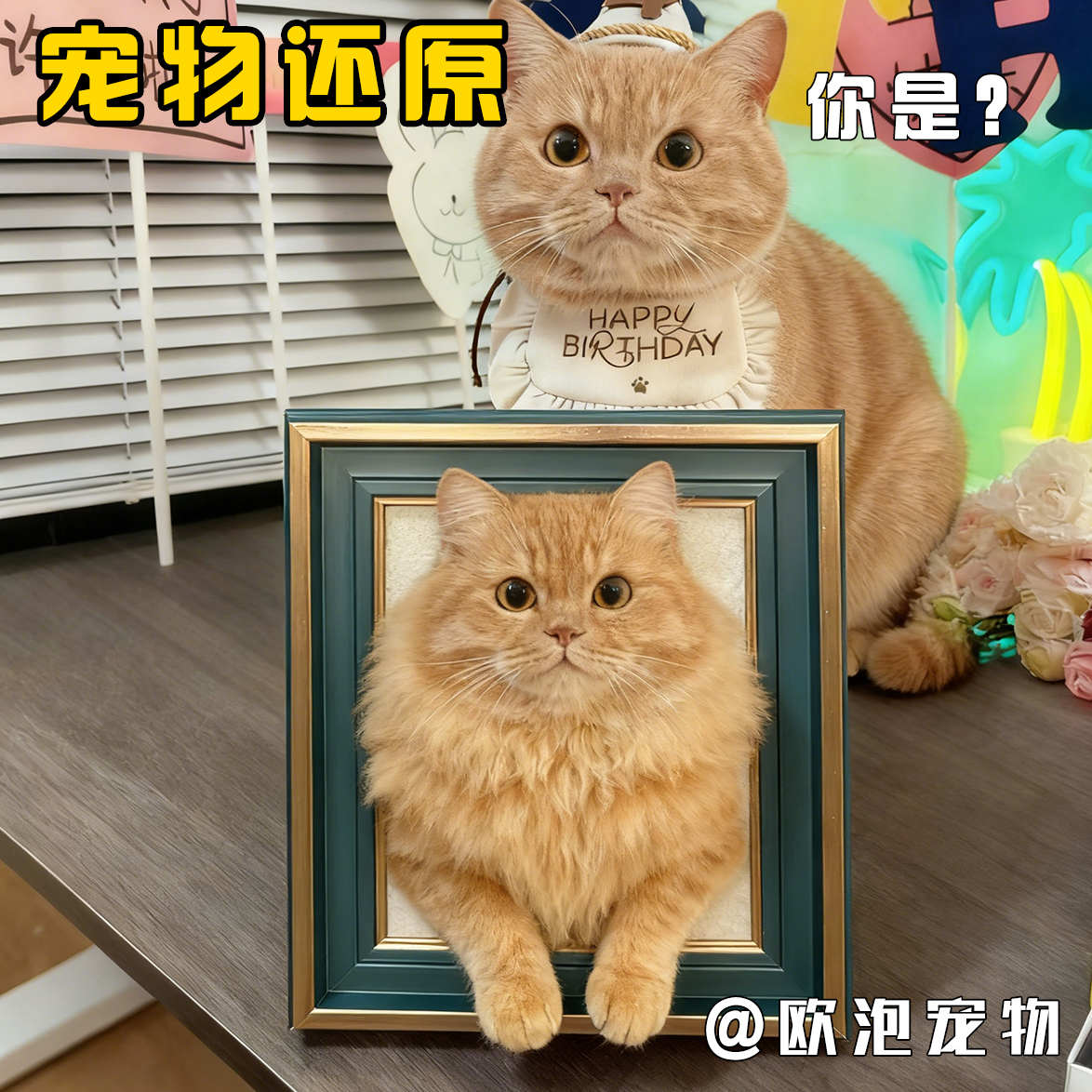 欧泡羊毛毡宠物定制玩偶戳戳乐diy成品相框礼物猫咪狗狗离世纪念