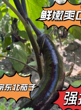 农家自种东北黑龙江新鲜蔬菜新鲜茄子紫把茄子线儿茄子