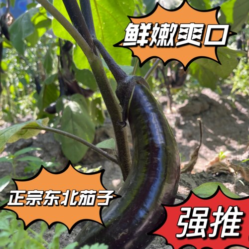 农家自种东北黑龙江新鲜蔬菜新鲜茄子紫把茄子线儿茄子