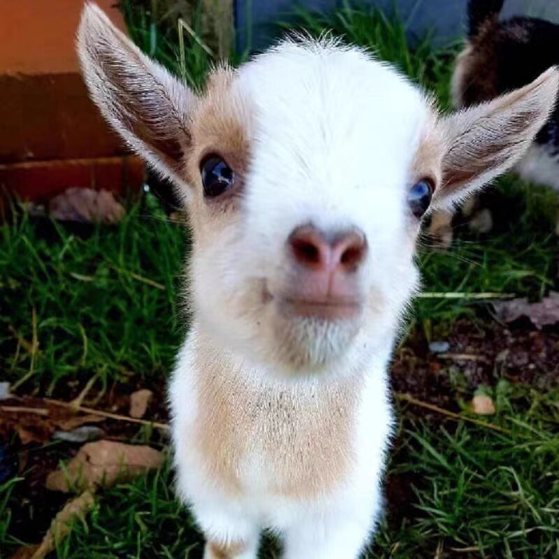 尼日利矮山羊亚侏儒羊家jpc红养宠物羊羊观赏羊晕羔倒羊长不大的