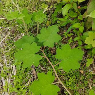 云南现挖新鲜悬钩子根蛇泡簕八月泡茅梅根粗叶悬钩子