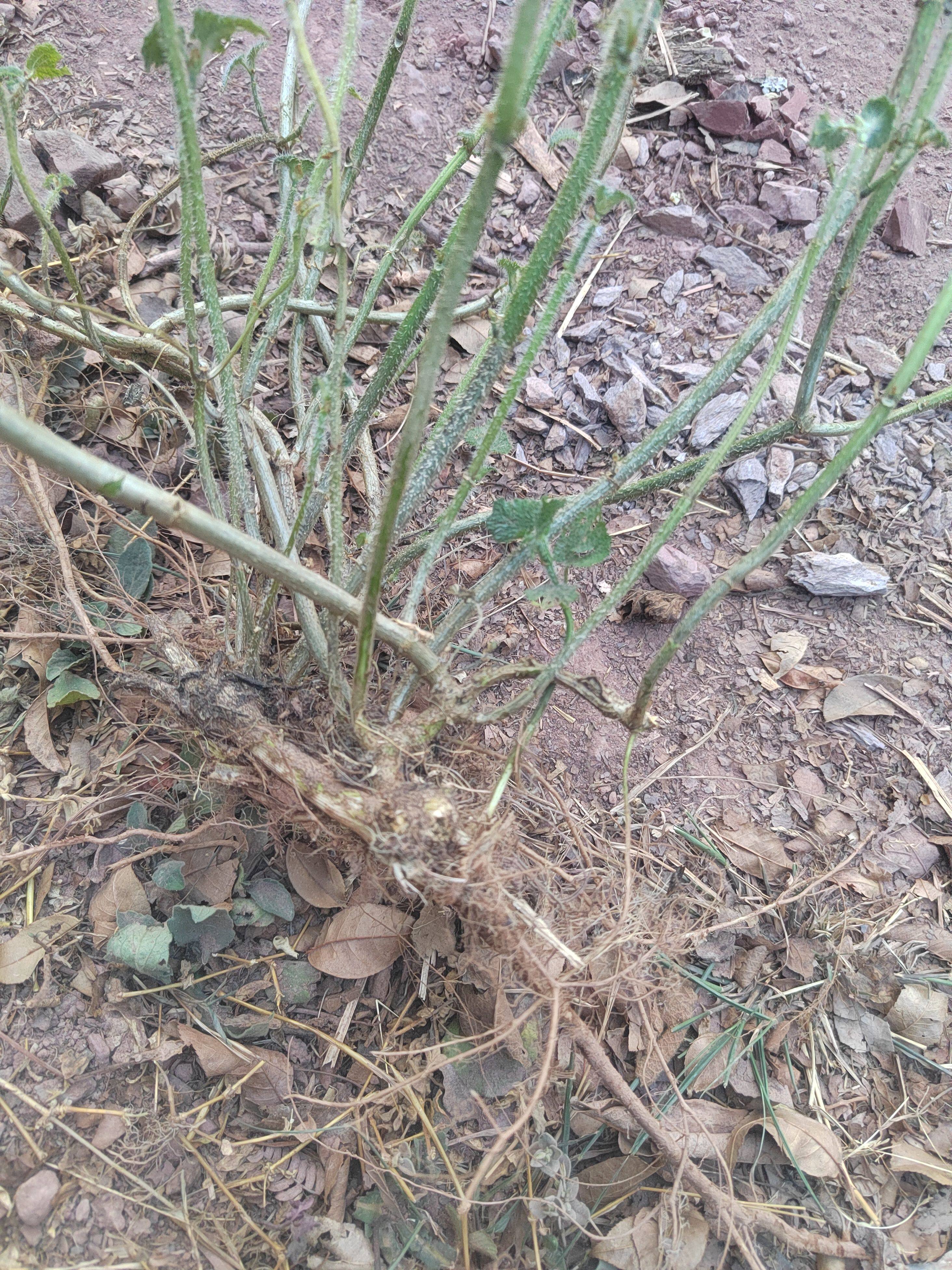 云南新鲜荨麻人草白活荨麻诊绿杆麻叶藿麻活麻草 寻麻苗