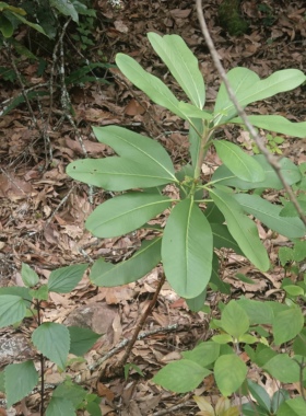 云南大山里的杜鹃白色马缨花苗四季常绿花期长带原土现挖现发