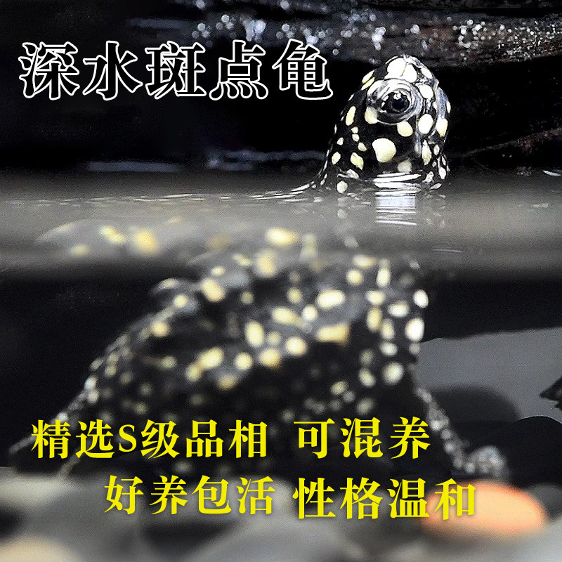 深水龟精致小斑点乌龟龙骨背棱龟正宗斑点池龟热带斑点龟观赏宠物