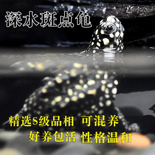 深水混养斑点龟S级品相