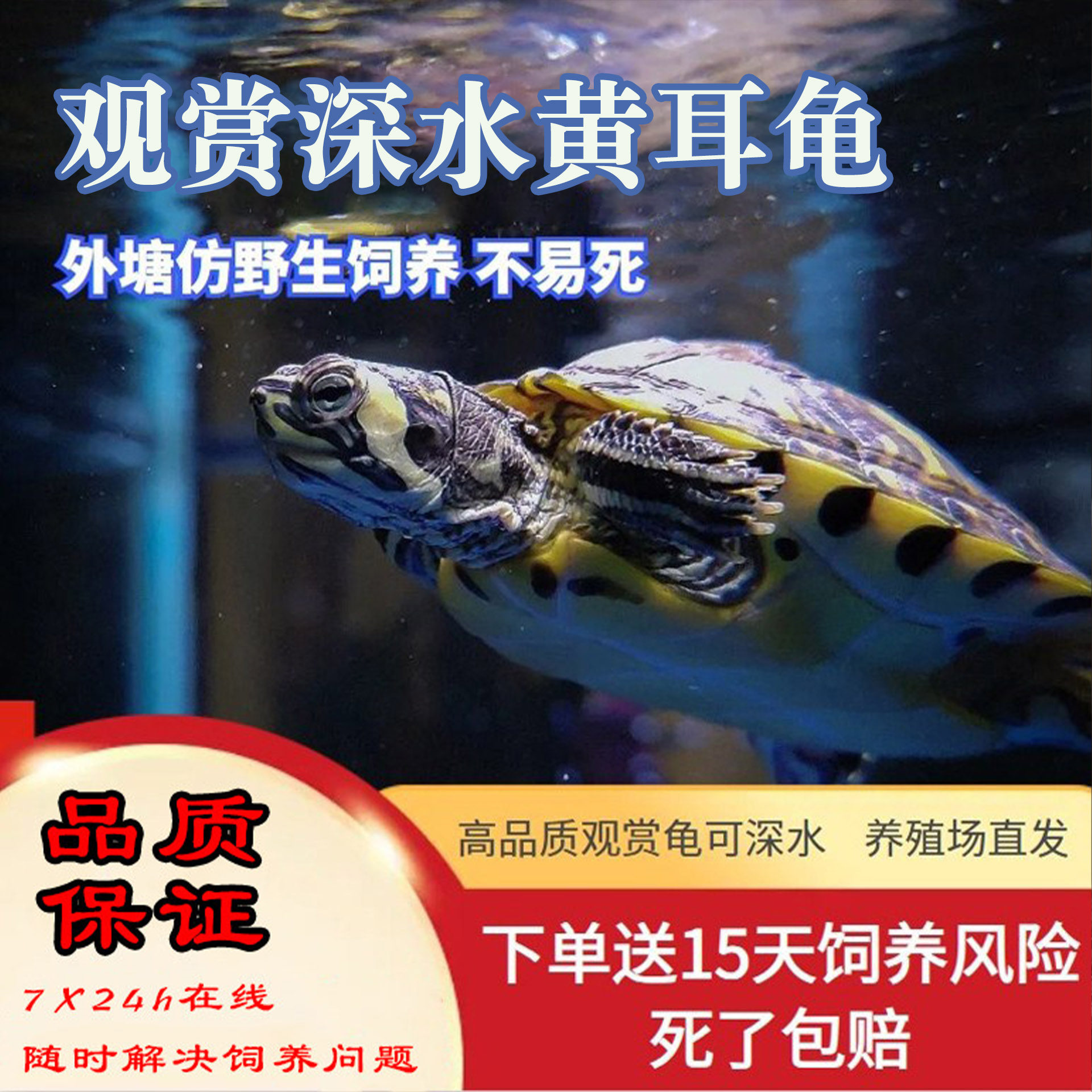 深水黄耳龟混养宠物家养龟纯种招财长寿甜甜圈宠物吃粪龟清洁缸龟