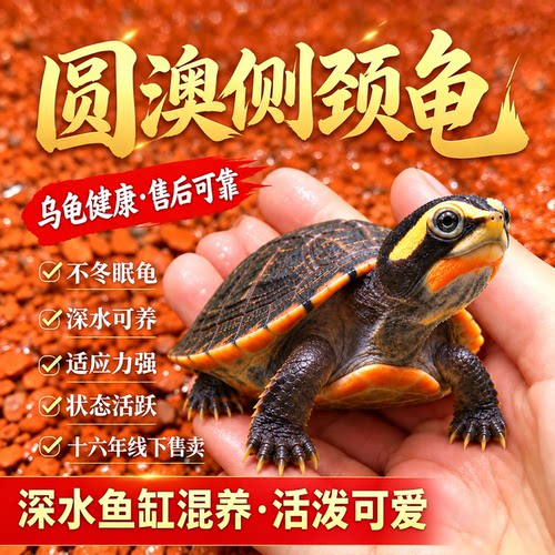 圆奥龟侧颈龟橙红腹侧颈专用晒台深水观赏鱼龟混养鱼缸深水混养