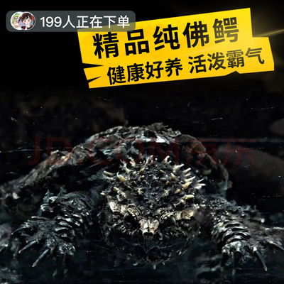 国产精品纯种佛鳄龟活泼凶猛