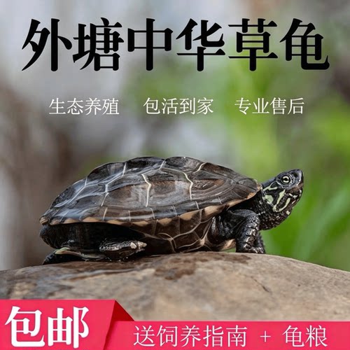 外塘家养宠物龟家养草龟