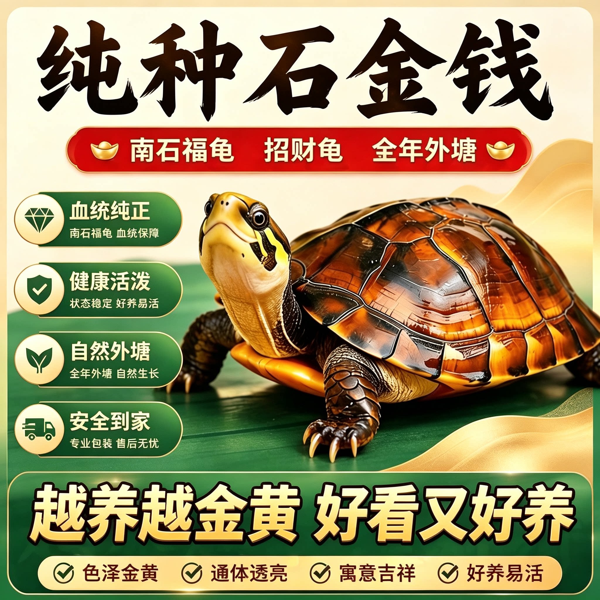 纯正石金钱龟招财宠物小乌龟活体小青鬼苗黄金龟苗纯正海南三线宠