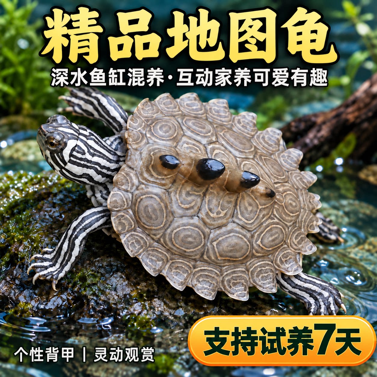 黑瘤地图苗密西西比宠物龟观赏龟活物鱼缸深水龟吃鱼屎网红小乌龟