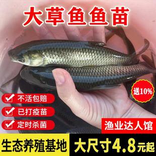 草鱼鱼苗淡水养殖食用半斤特大草鱼苗食蚊小草鱼活鱼苗草鱼苗