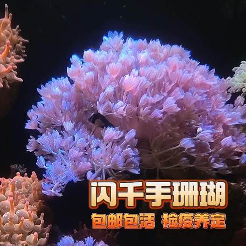 闪千手珊瑚海缸加勒比软体珊瑚手星花海缸生物活体珊瑚新手混养