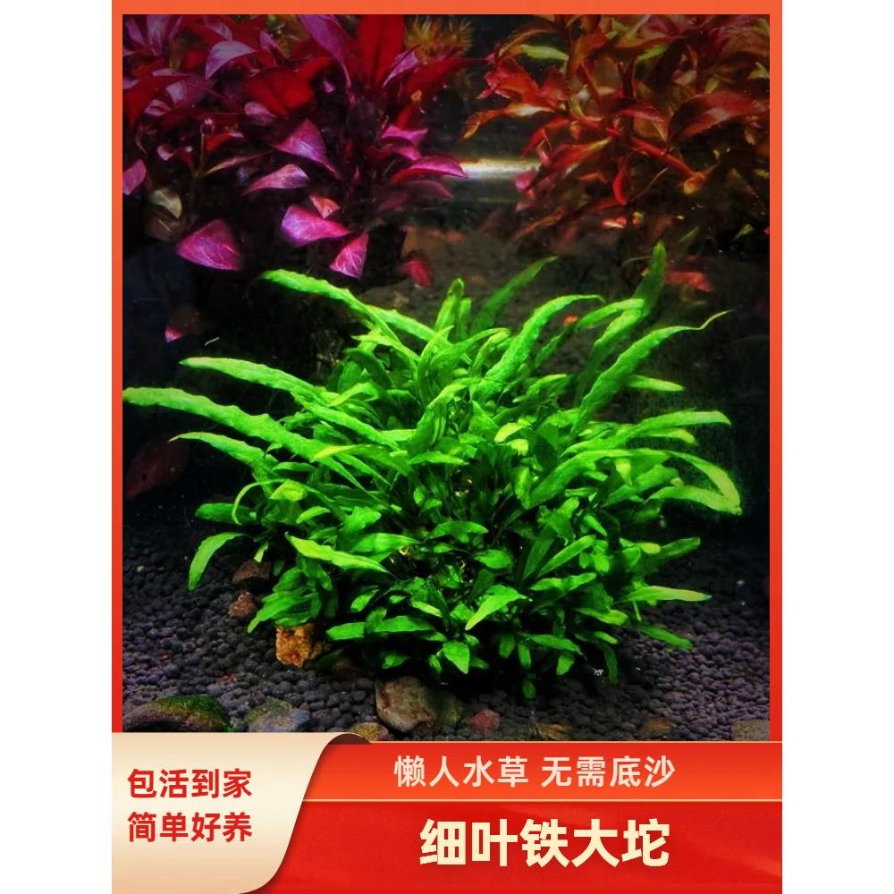 懒人水草阴性植物绿菊坨草活体鱼缸造景爬地矮珍珠真水草造景