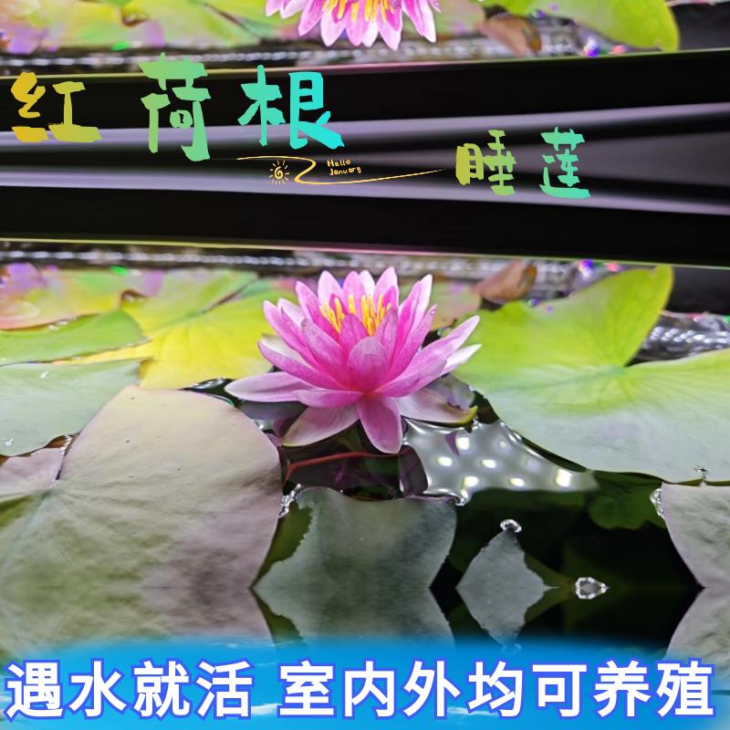 水培植物睡莲红荷根荷花南美缸水草水莲花卉盆栽池塘碗莲种根花苞