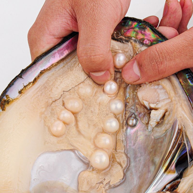 鲜活河蚌自开珍珠现货观赏爱迪生多珠蚌活蚌淡水自取天然珍珠活体