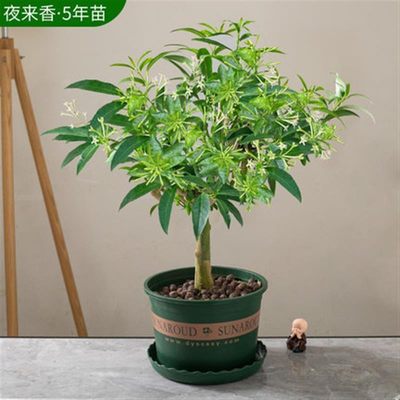 夜来香花树苗盆栽九里香花卉室内阳台驱蚊绿植物鲜花四季开花好养