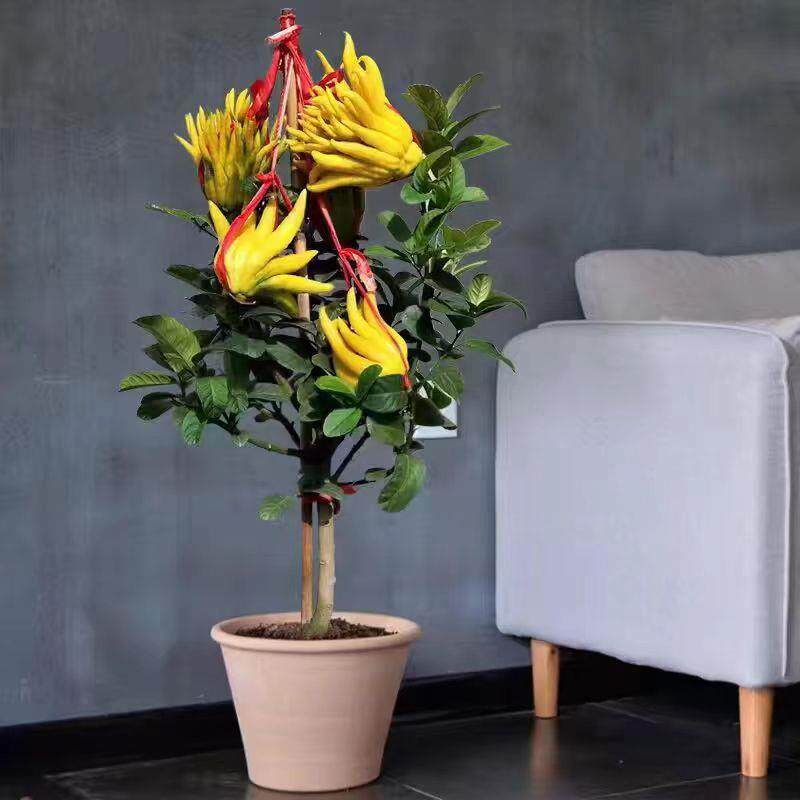 黄金佛手果 观花 观果  可食用 好养活