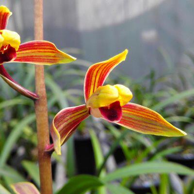 墨兰 南国水仙 兰花苗