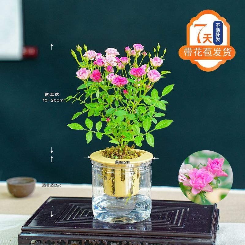 热销姬月季迷你小盆栽多头开花水培超微月季客厅办公室内桌面植物