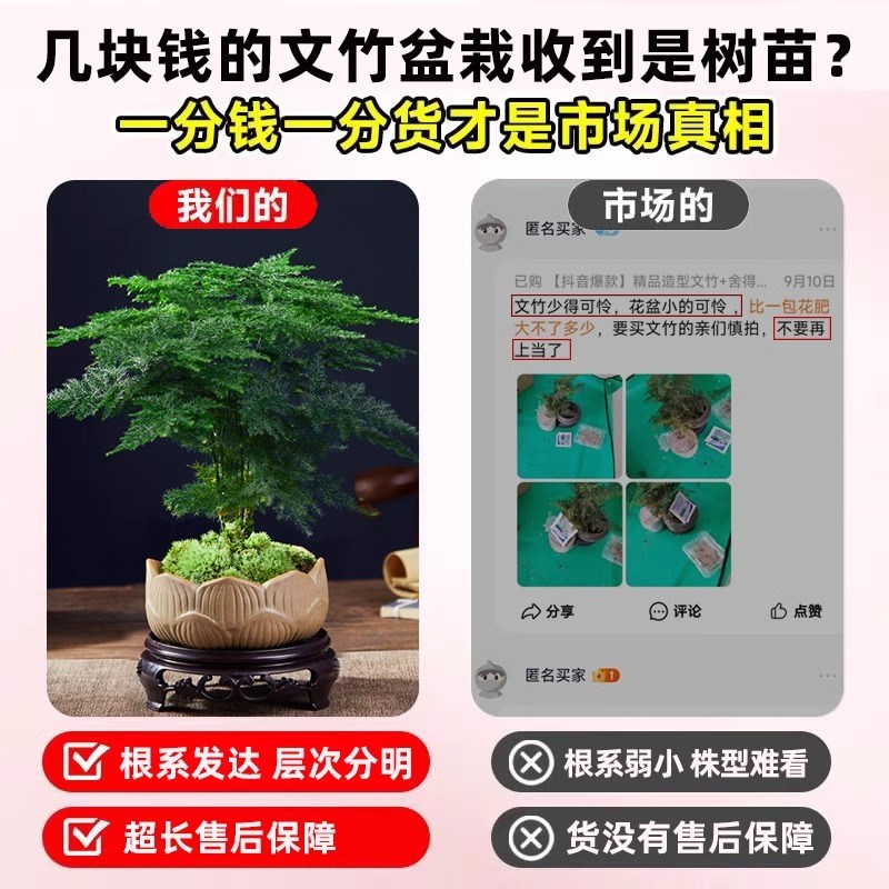 热销文竹小盆栽室内竹子盆景特大号老桩绿植物摆件办公室桌面四季