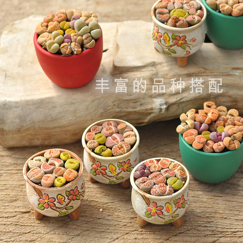热销生石花多肉植物带盆带土石头花桌面盆栽屁股花栽好石生花组合