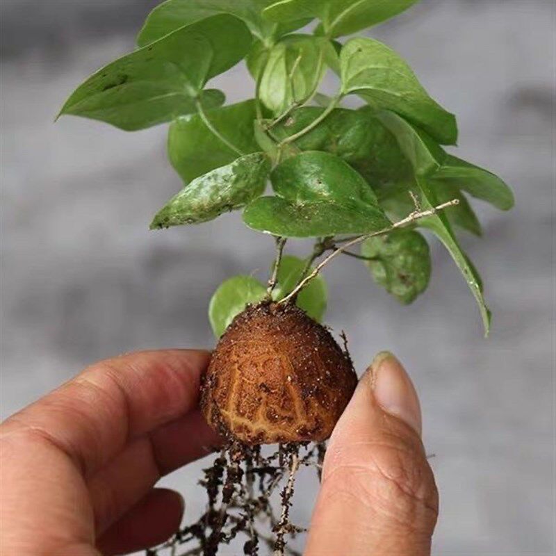 热销实生南非龟甲龙阳台爬藤多肉植物冬型种夏季休眠块根球根小盆