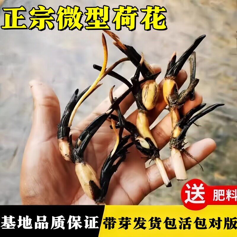 热销荷花盆栽水培观赏藕种苗花卉根茎迷你微型小荷花碗莲种藕