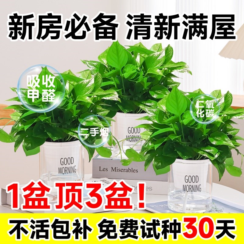 热销绿萝盆栽室内客厅爬藤植物办公室桌面绿箩长藤水培绿植新房吸