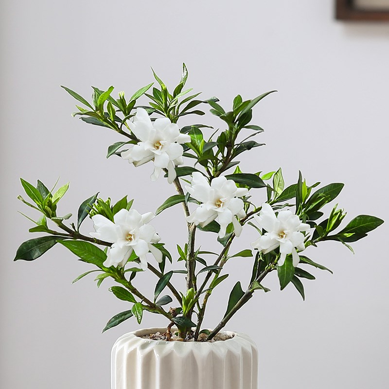 热销小叶栀子花四季盆栽植物室内好养办公室带盆景花苞开花小绿植