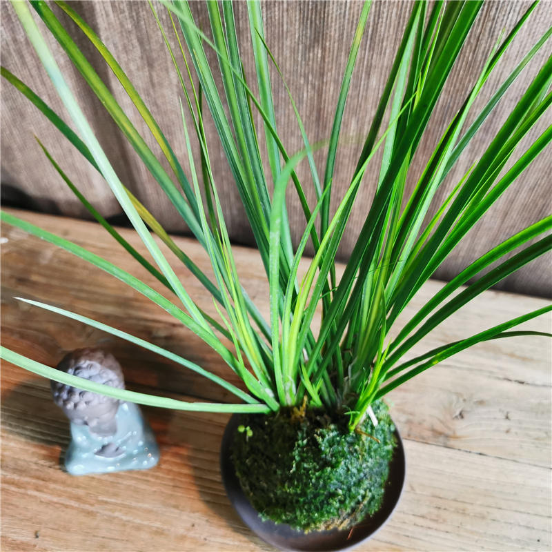 热销苔玉球苔藓球胧月菖蒲书房清雅茶桌办公室禅意绿植盆栽摆件