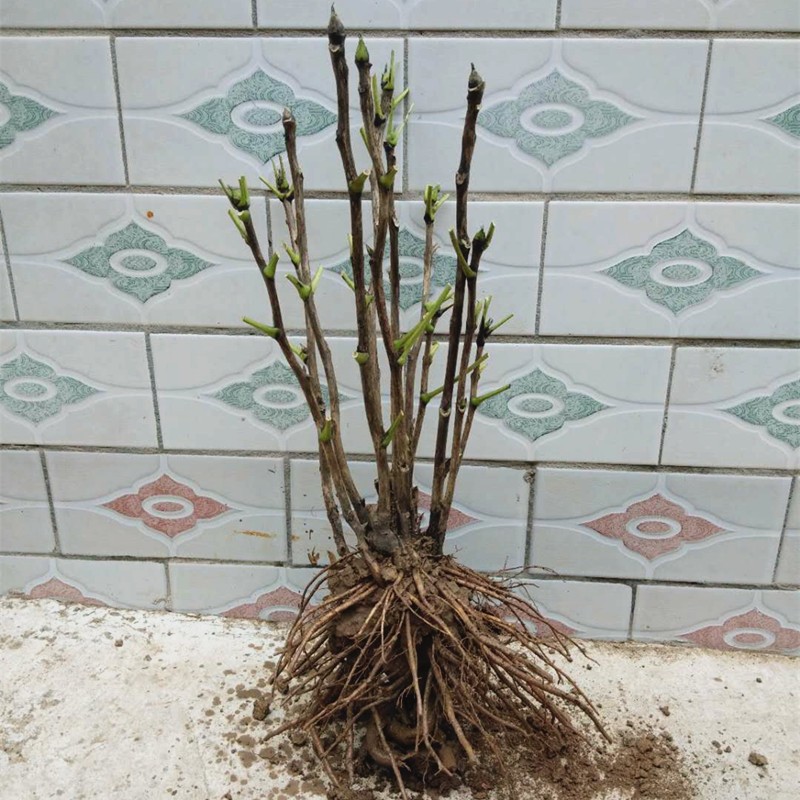 正宗洛阳牡丹花苗四季室内外庭院绿植物盆栽重瓣花卉多年大苗包邮