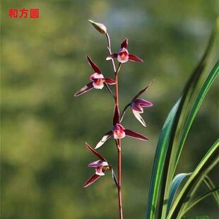 即将上花兰花苗细叶寒兰新品【和方圆】浓香型荷瓣室内外花卉大全